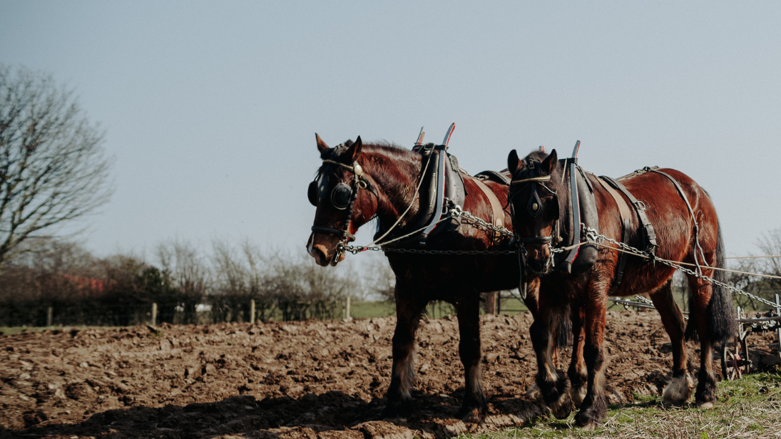 Two large horses, working the field