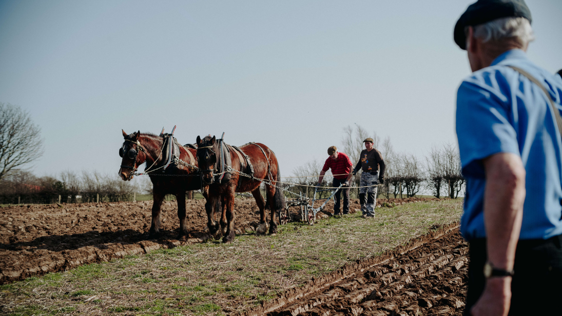 Two horses pulling a plough through the fields at Ulster Folk Museum