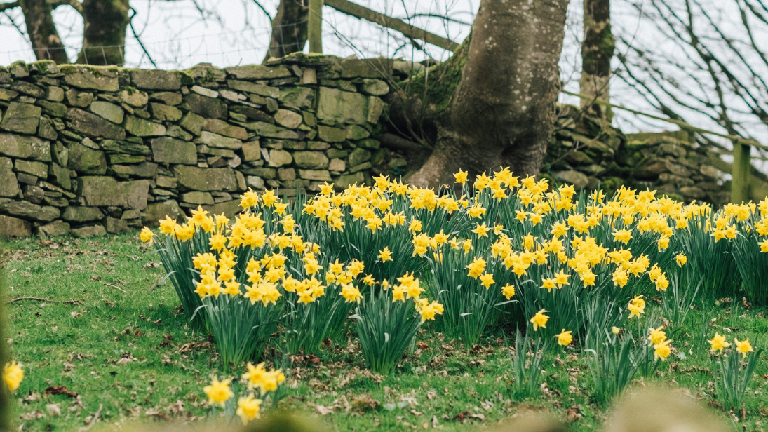 daffodils in folk park