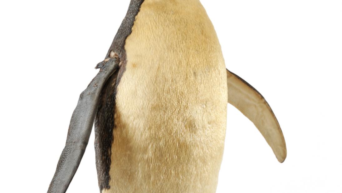 Emperor Penguin