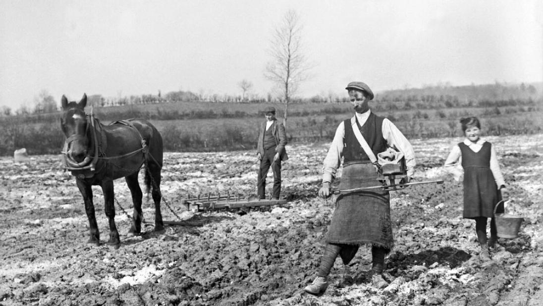 A horse pulling a harrow