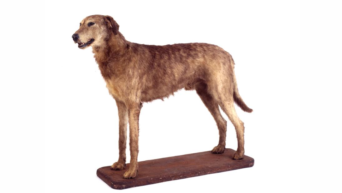 Irish Wolfhound