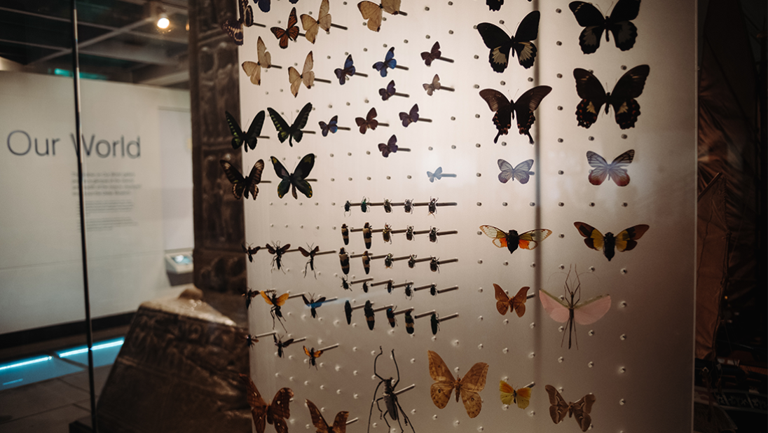 Window on our World Butterflies case