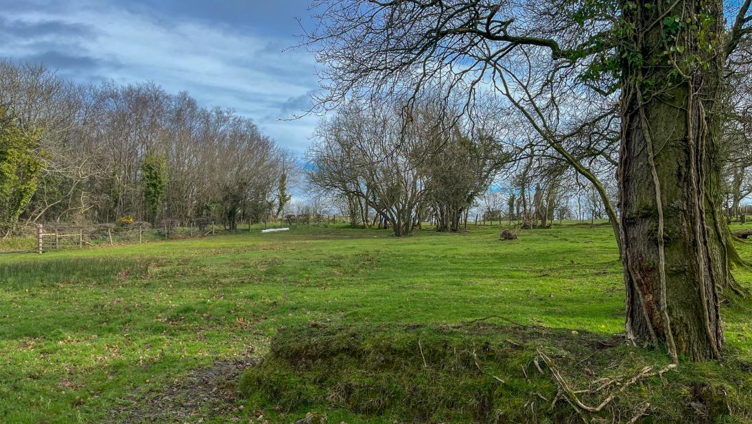 An empty green field.