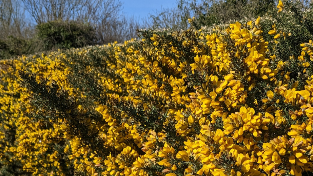 Gorse Plant