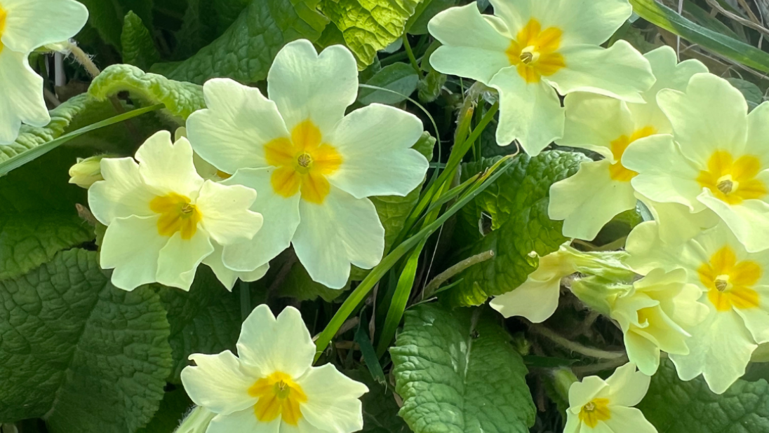 Bunch of primroses