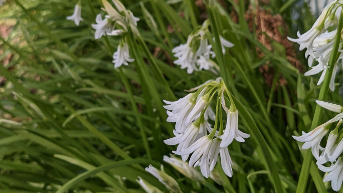 Three Cornered Leek