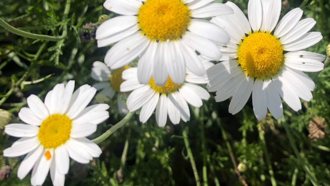 Oxeye Daisies