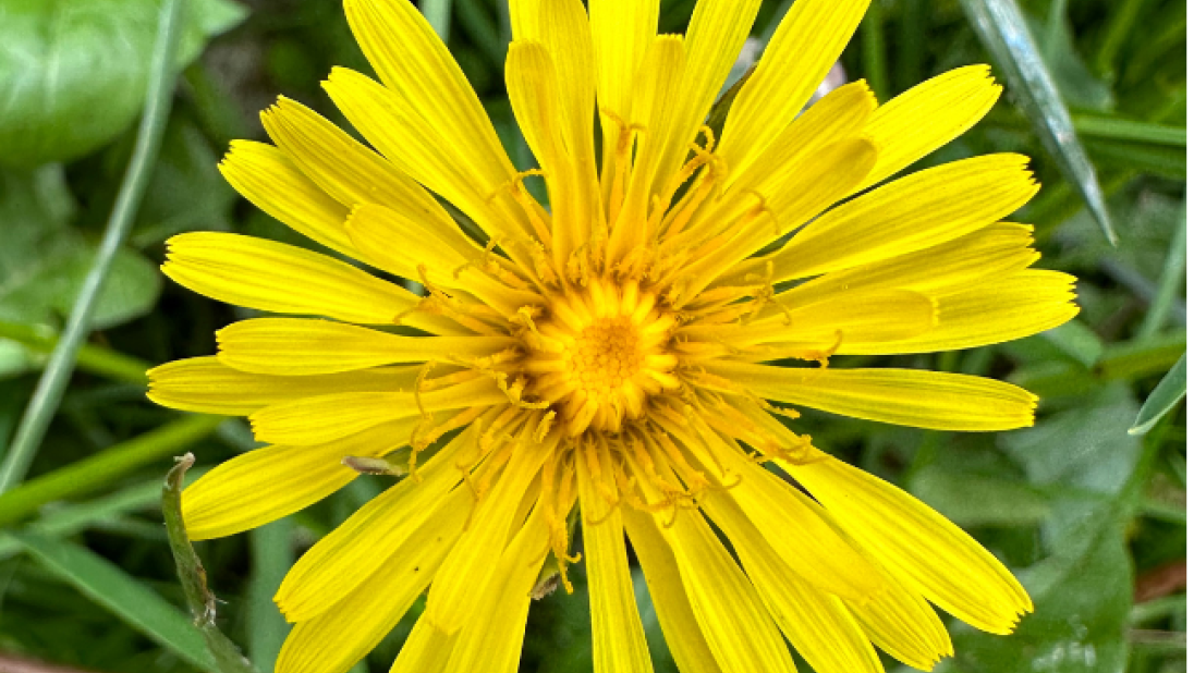 Dandelion