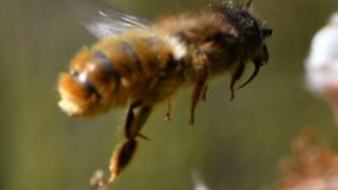 Osmia bicornis (Red Mason Bee)