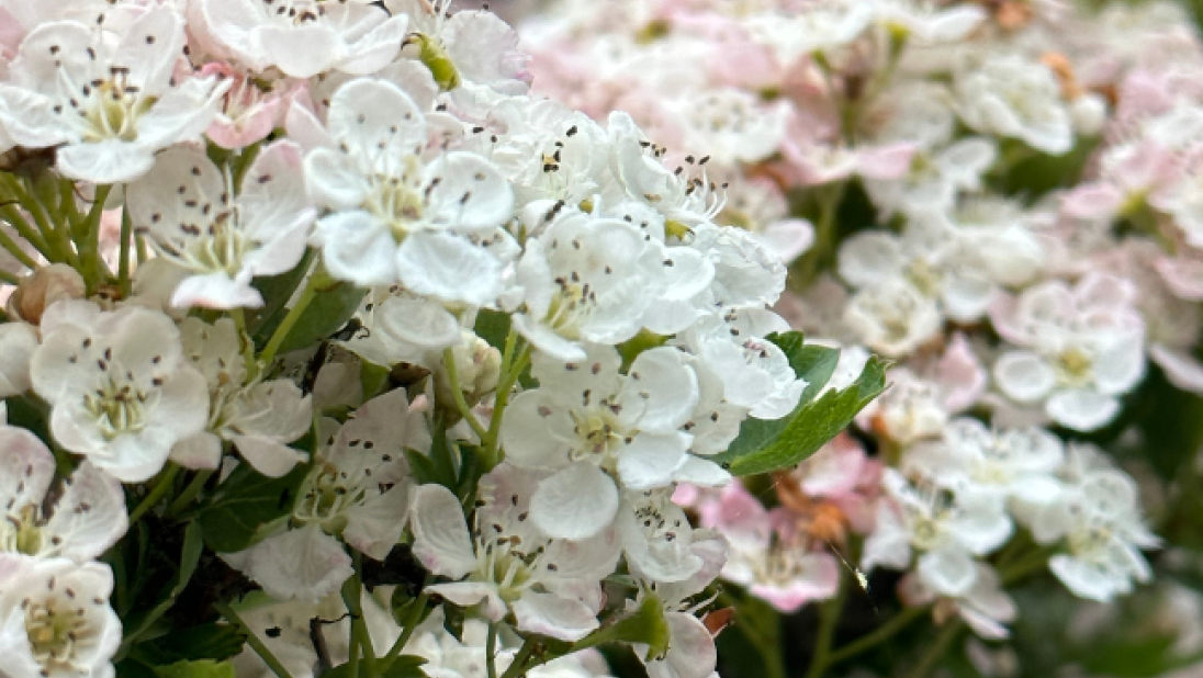 Hawthorn Flowers