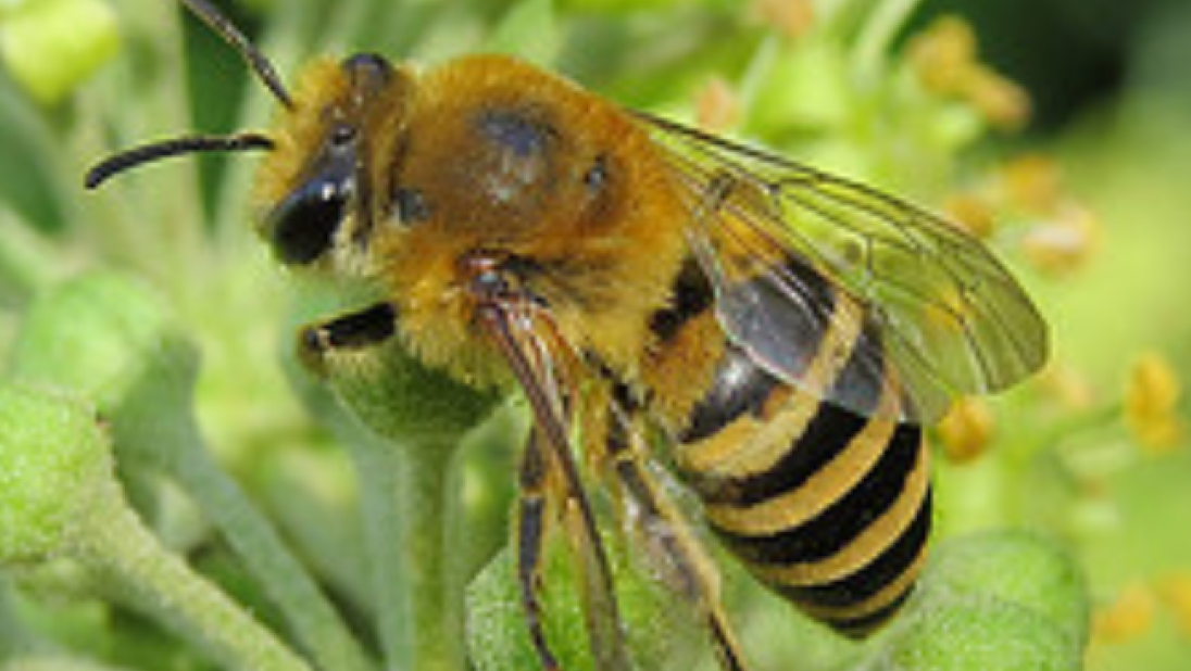 Colletes hederae (Ivy Bee)