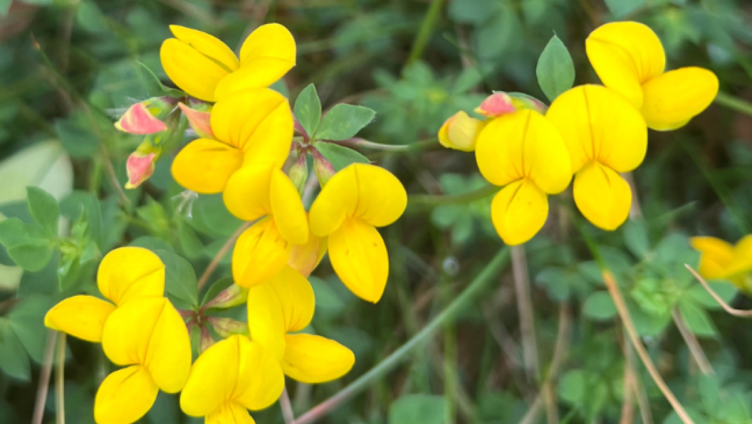 Bird's-foot-trefoil