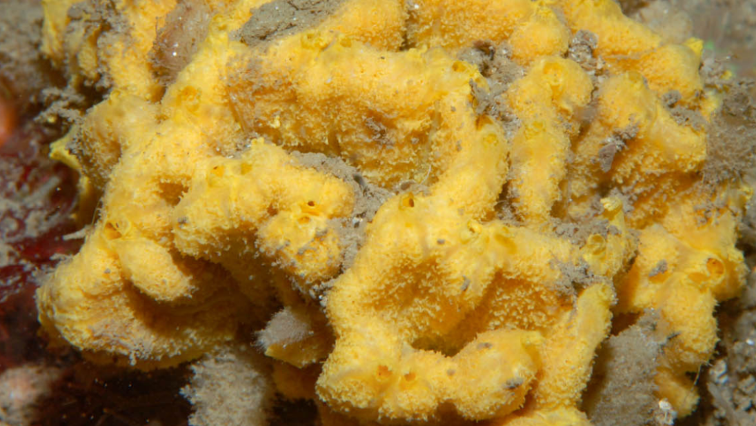 Axinella dissimilis orange sponge 