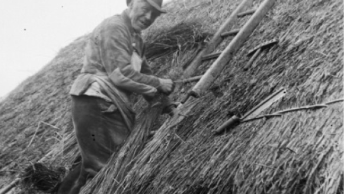 A man on a ladder thatching a roof, circa late 1800s.