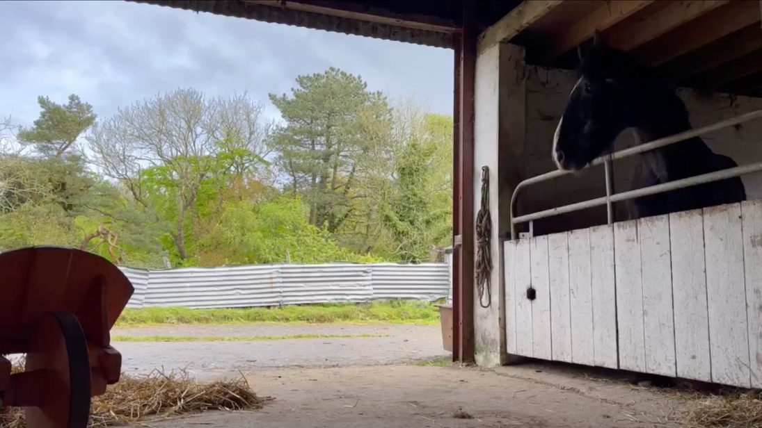 Inside a barn with horse and hay, looking out