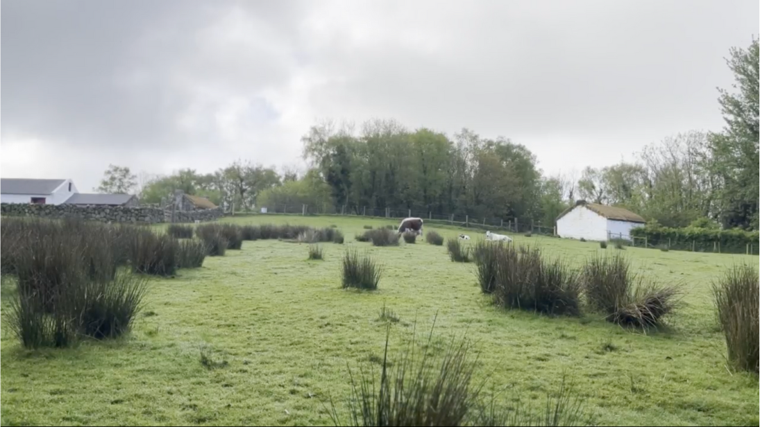 Morning haze in the field with the cows