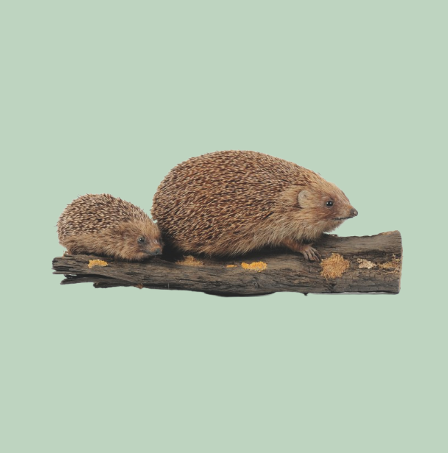 Mother and baby hedgehog 