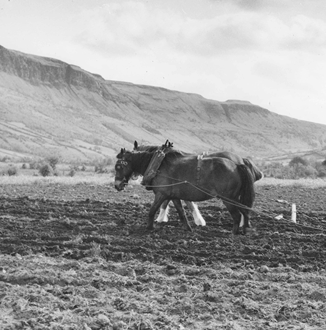 Horses working in a field