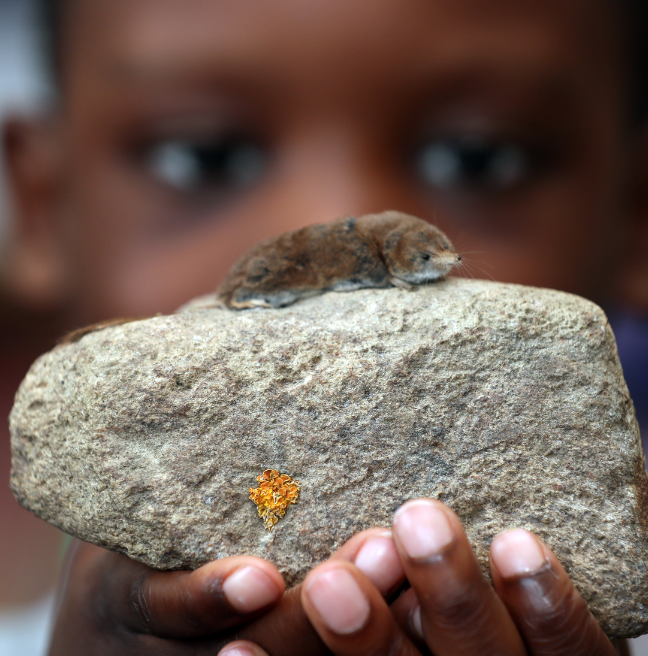 Shrew on a rock, Museum on the Move