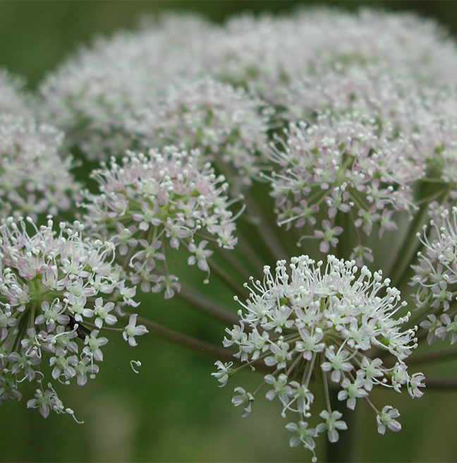 Angelica_sylvestris