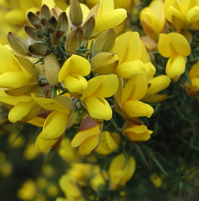 Ulex_euro