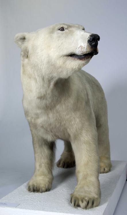 Peter the Polar Bear