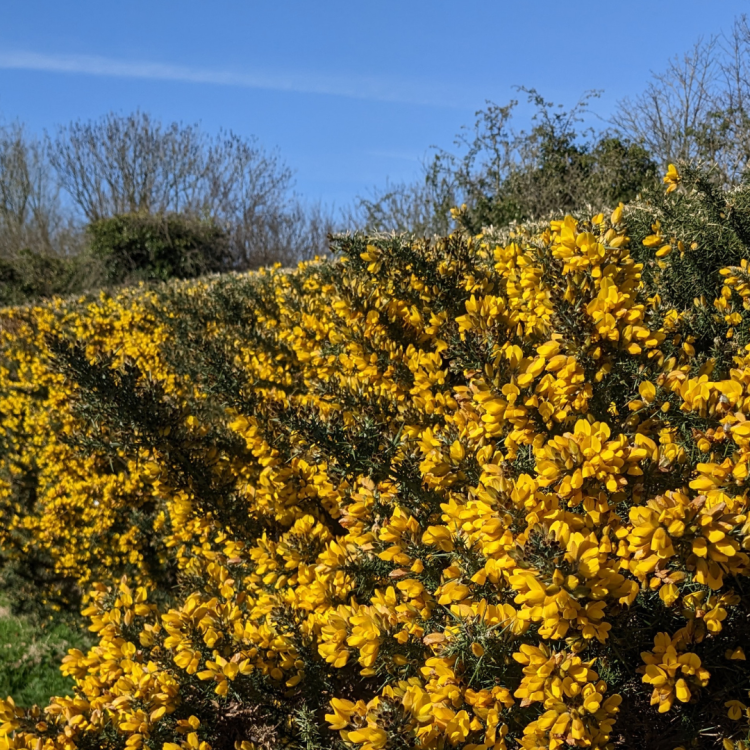 Gorse Plant