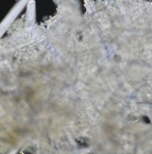 Unstacked image of Leuconia nivea spicule, 3