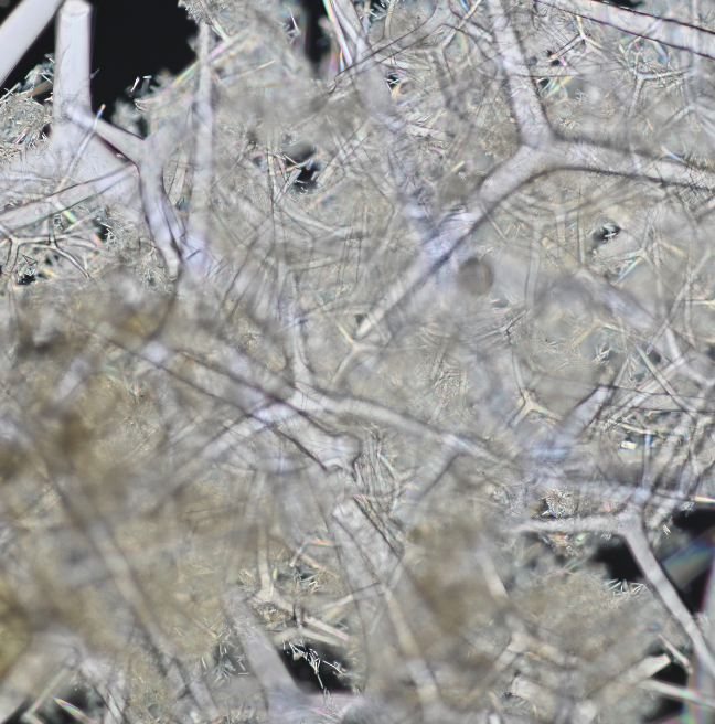 Unstacked image of Leuconia nivea spicule, 2