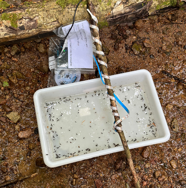 Solar light trap