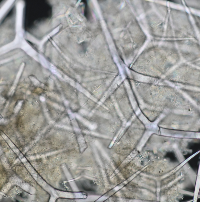 Unstacked image of Leuconia nivea spicule, 1