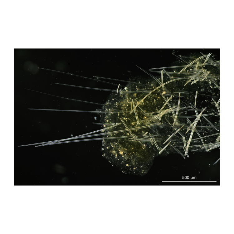 Axinella damicornis spicule
