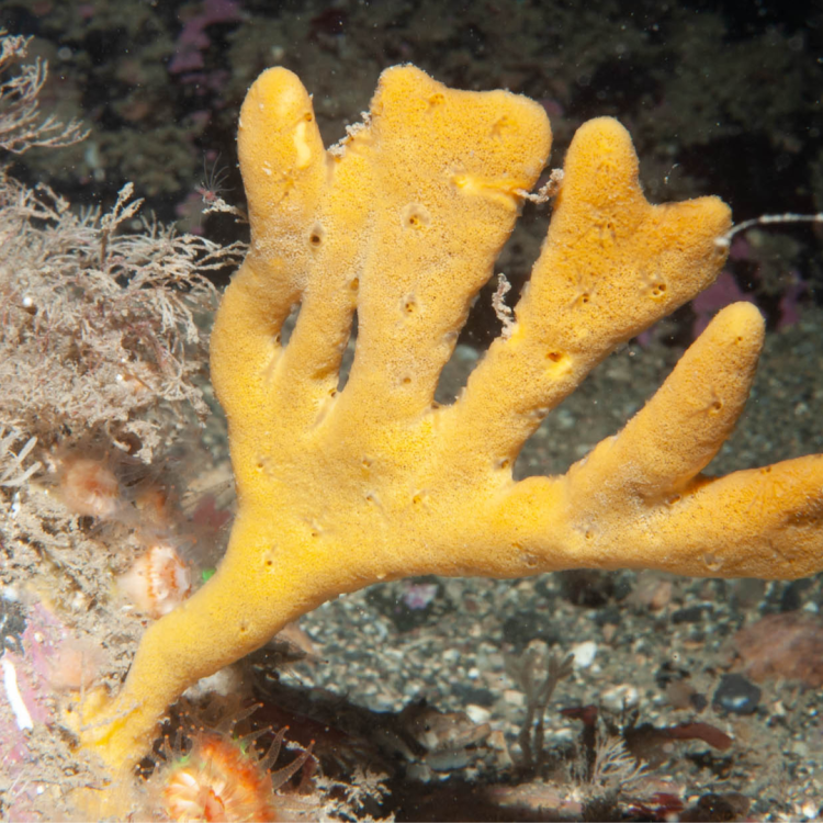 Axinella dissimilis orange sponge 