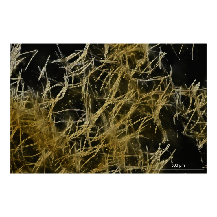 Axinella dissimilis spicule