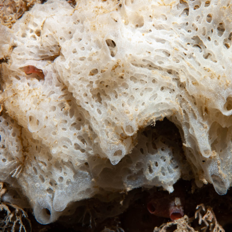 Clathrina coriacea | Sponge