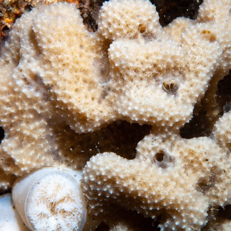 Dysidea fragilis | Sponge