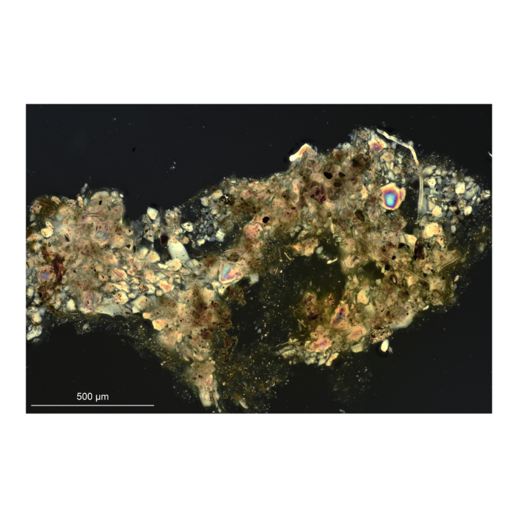 Dysidea fragilis | Spicule
