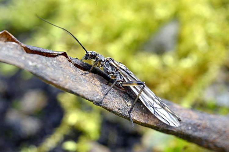 Stonefly adult, Protonemura meyeri