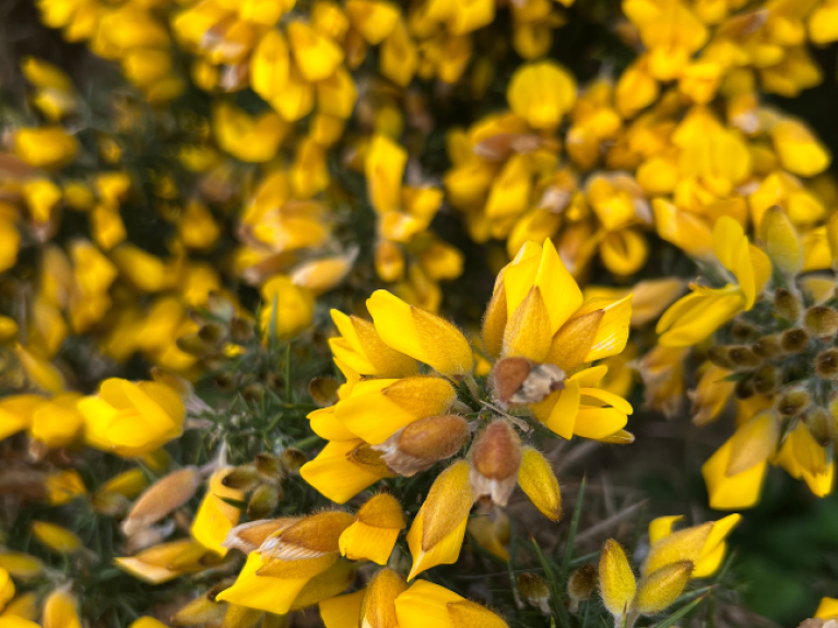 Close up of Gorse plant, yellow and green thorn