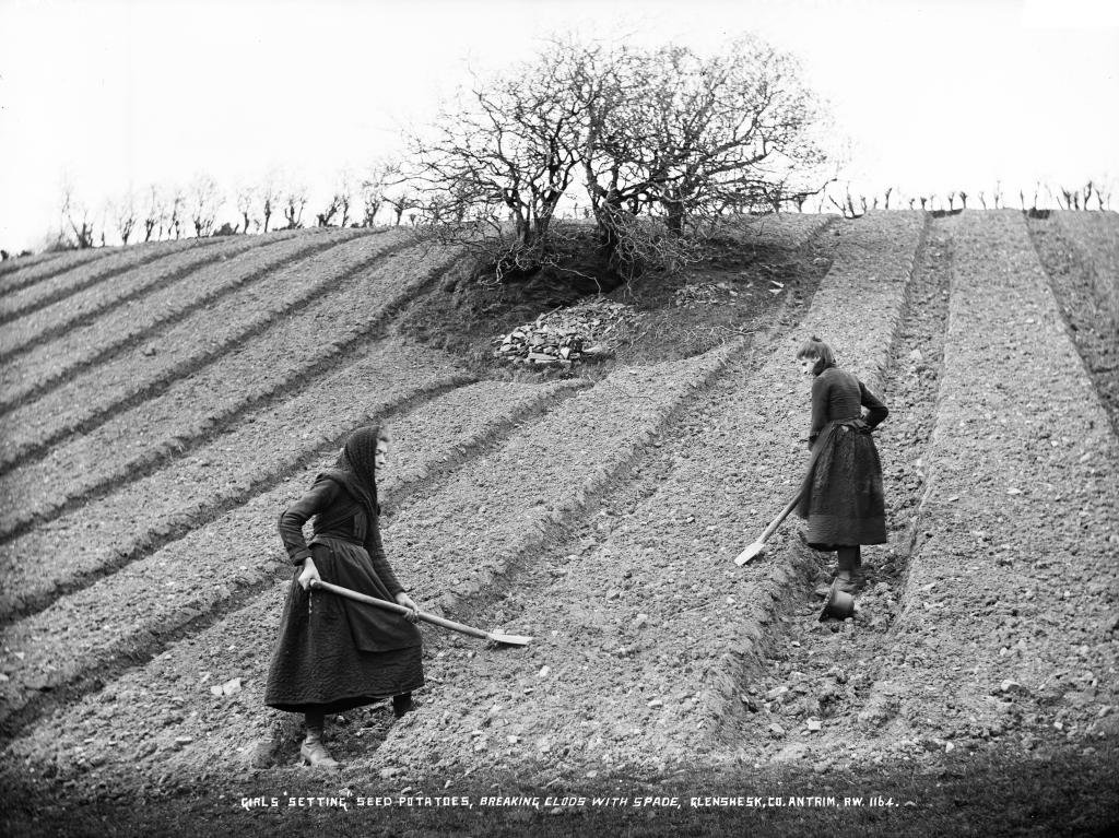Girls in a field breaking clods with spade