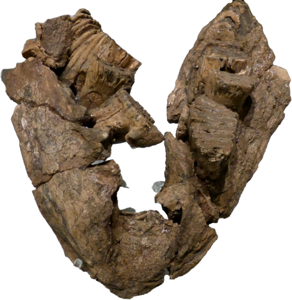 Baby Mammoth Jaw