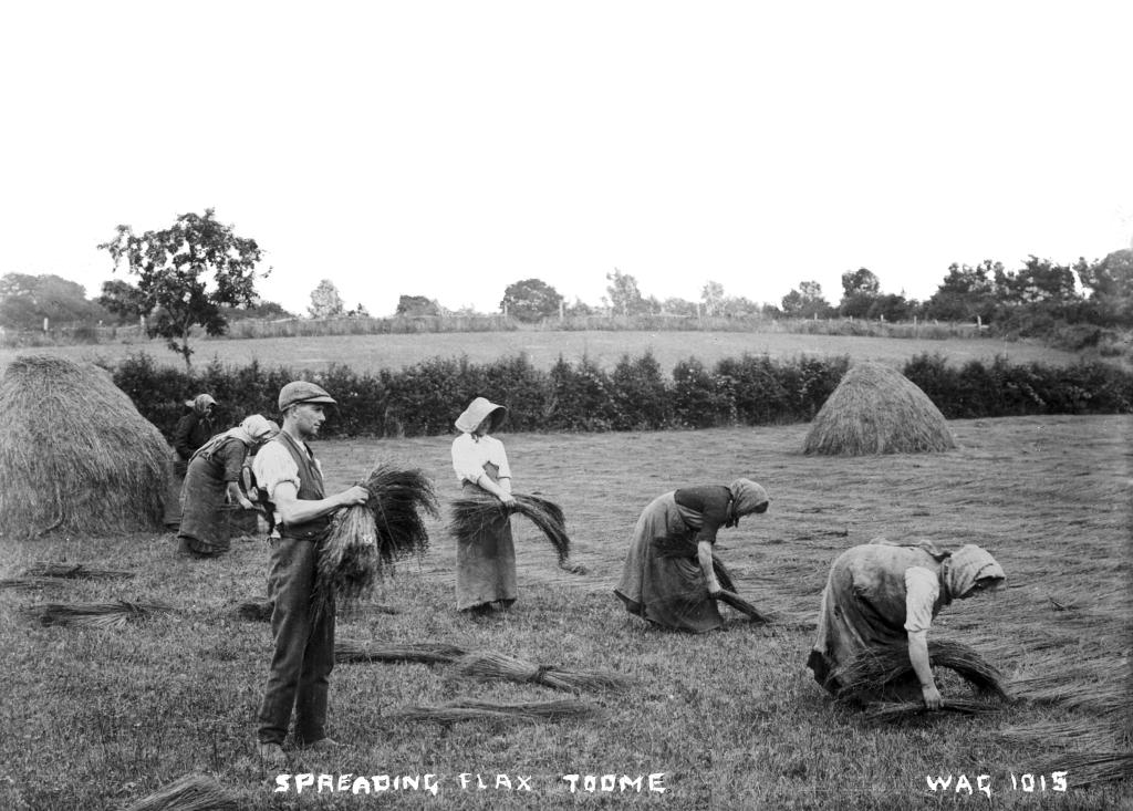 Women and man in a field of flax