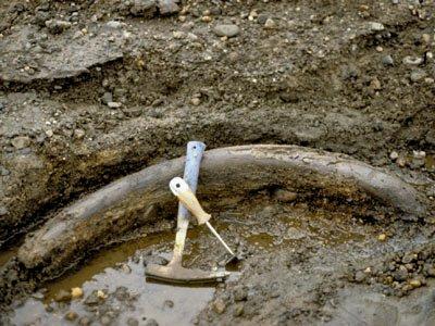 Mammoth Tusk