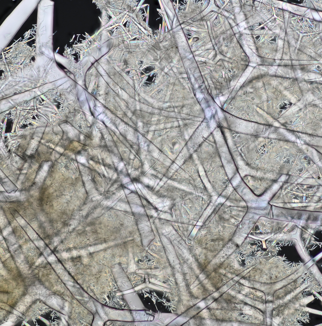 Stacked image of Leuconia nivea