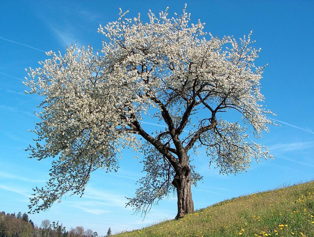 A tree